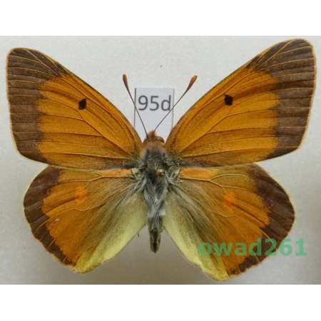 Colias libanotica heldreichii Verhulst, 2000 male Greece95d